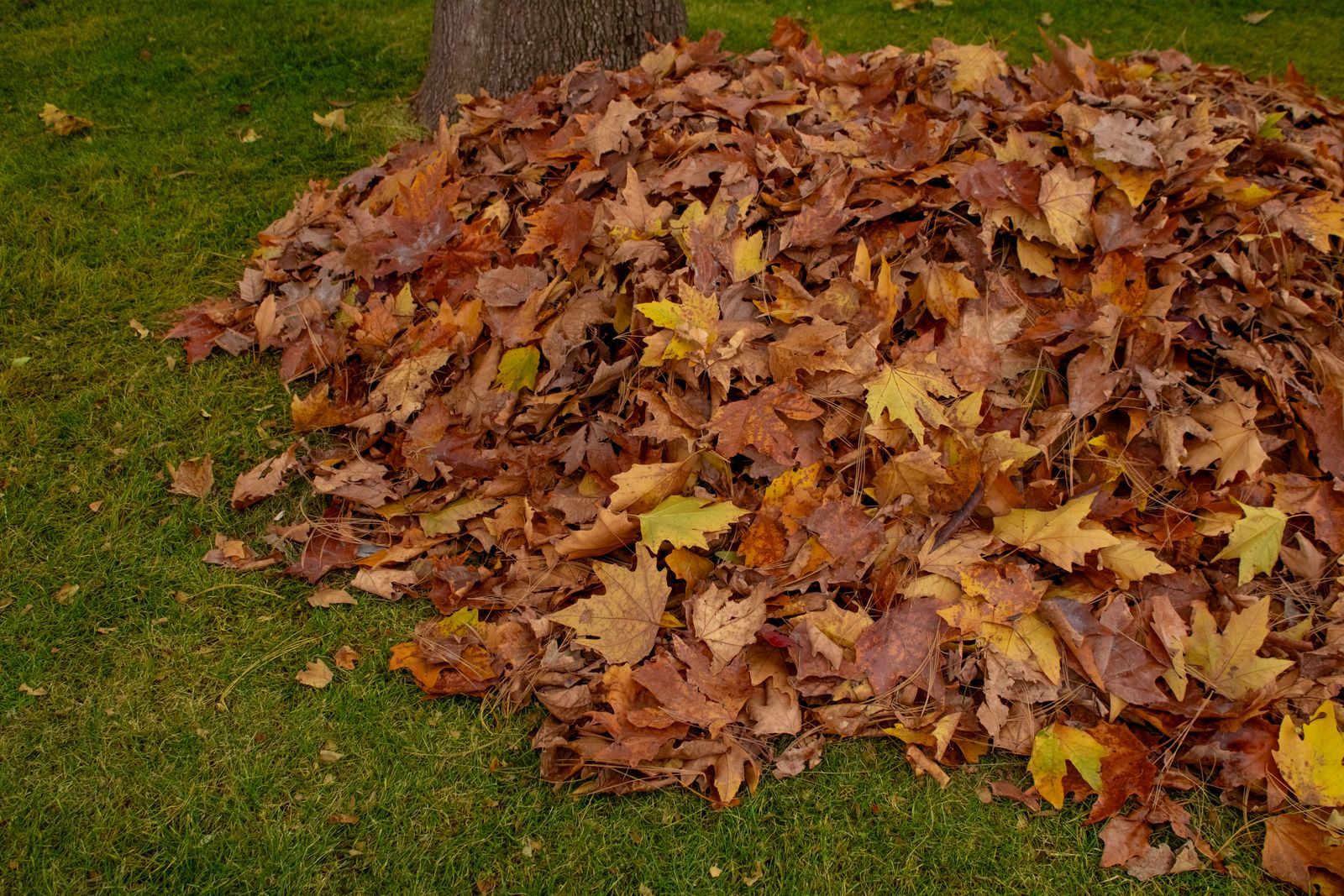 Cleanup & Maintenance — landscaping in the Upstate
