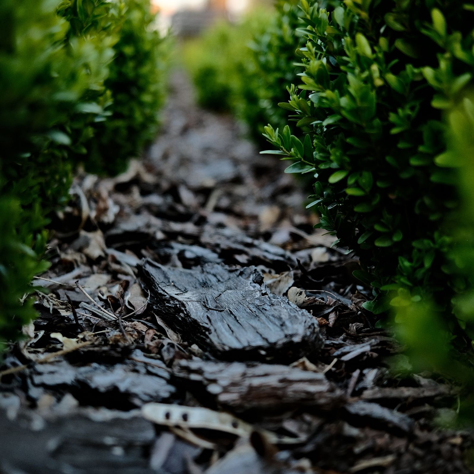 Mulch & Pine Straw — landscaping in the Upstate